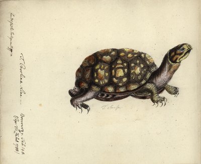 Terrapene Carolina, by Friedrich Zehelein, after an Engraving from 
